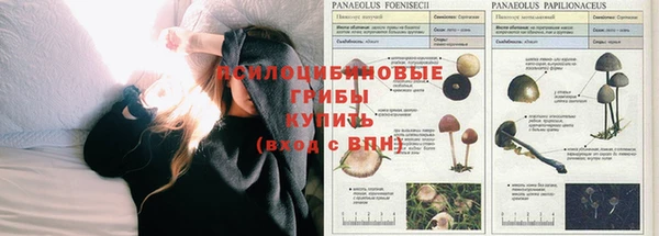 амф Алзамай